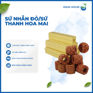 Sứ Nhẫn Đỏ/Sứ Thanh Hoa Mai