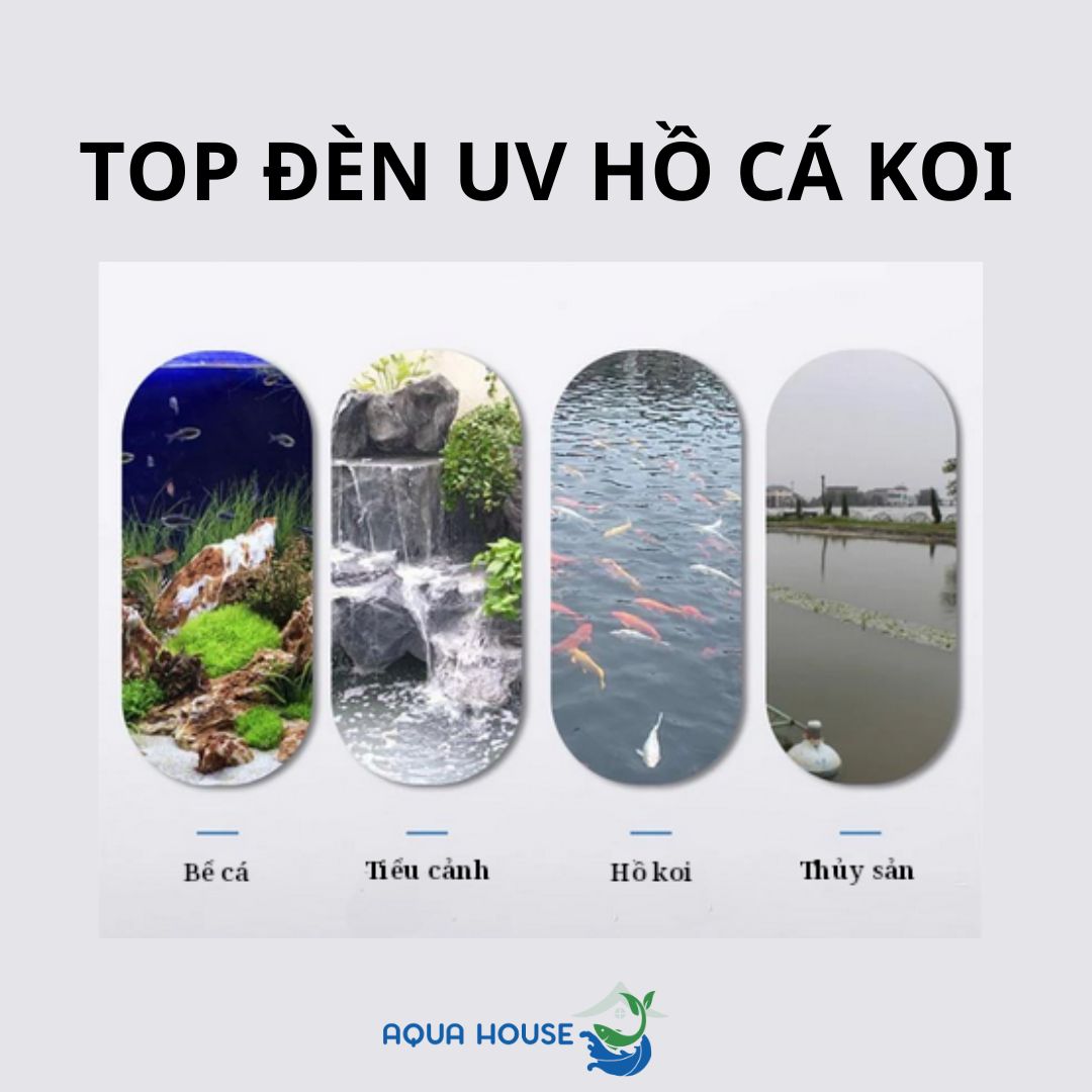 Đèn Uv hồ cá koi