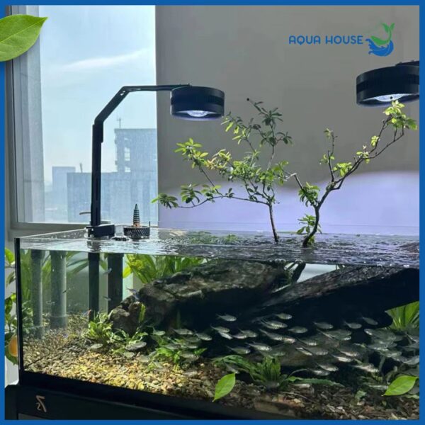 Đèn Lon Zqua với hồ phong cách Biotop