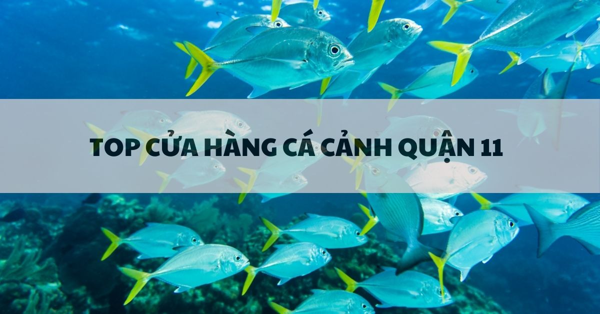các cảnh q11