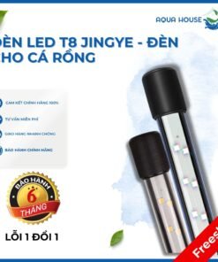 Trang chủ 262 Đèn led t8 Jingye - đèn cho cá rồng