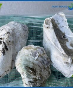 Vỏ hàu hồ cá koi