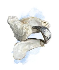 Vỏ Hàu Ion Thế Hệ 3 (Bao 10kg ) – Ổn Định pH Nuôi Vi Sinh Cho Hồ Cá Koi - 1kg vỏ hàu