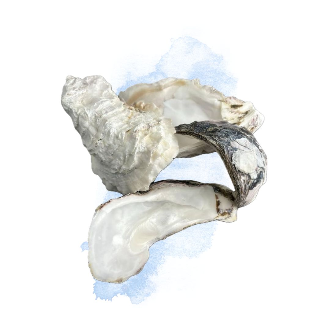 Vỏ Hàu Ion Thế Hệ 3 (Bao 10kg ) – Ổn Định pH Nuôi Vi Sinh Cho Hồ Cá Koi - 1kg vỏ hàu