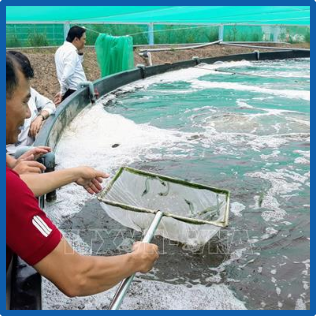 Máy Sủi Oxy Cho Hồ Cá – Cung Cấp Oxy Liên Tục, Giữ Cá Luôn Khỏe Mạnh 5 2