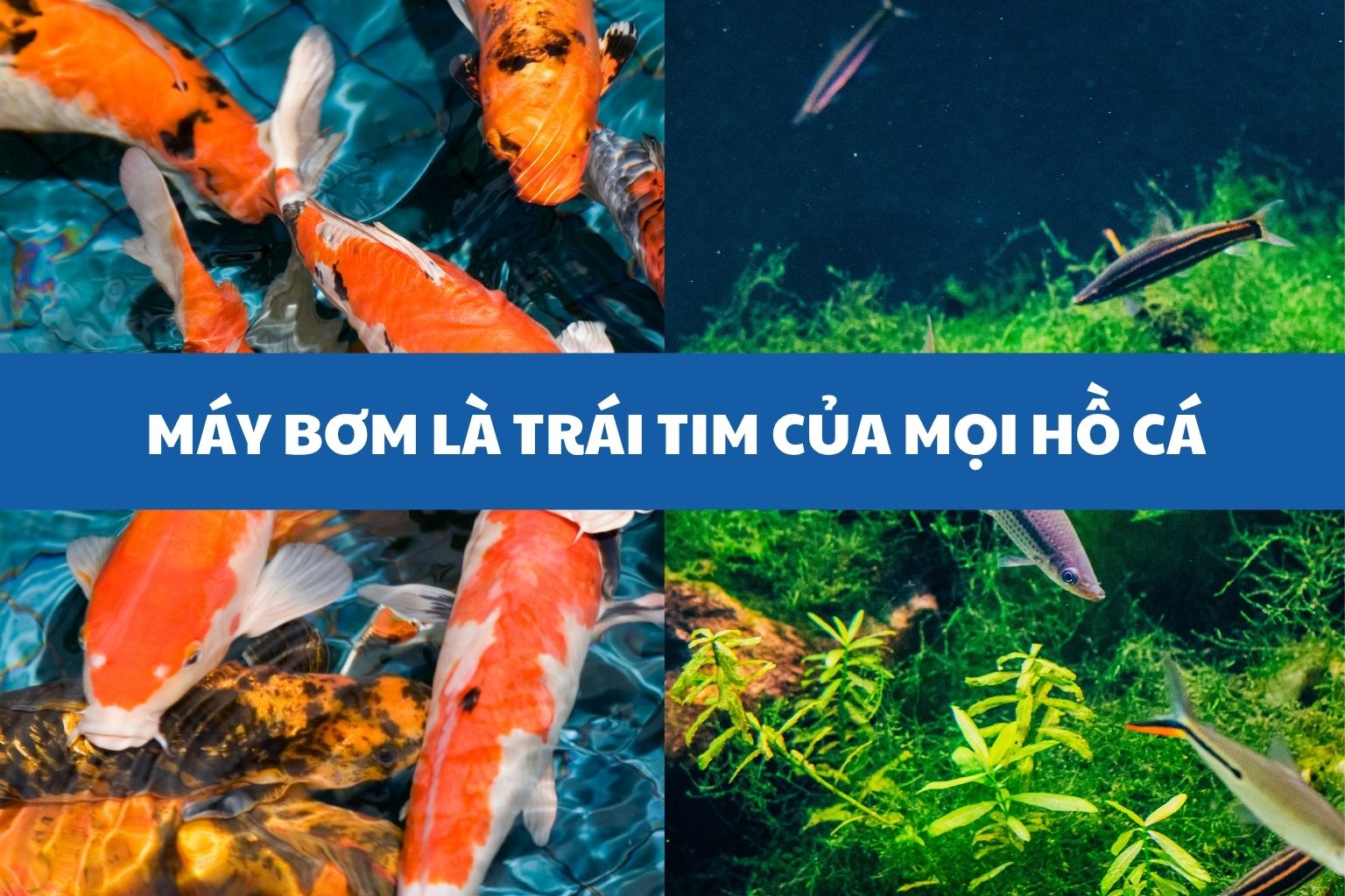 Máy bơm là trái tim của hồ cá