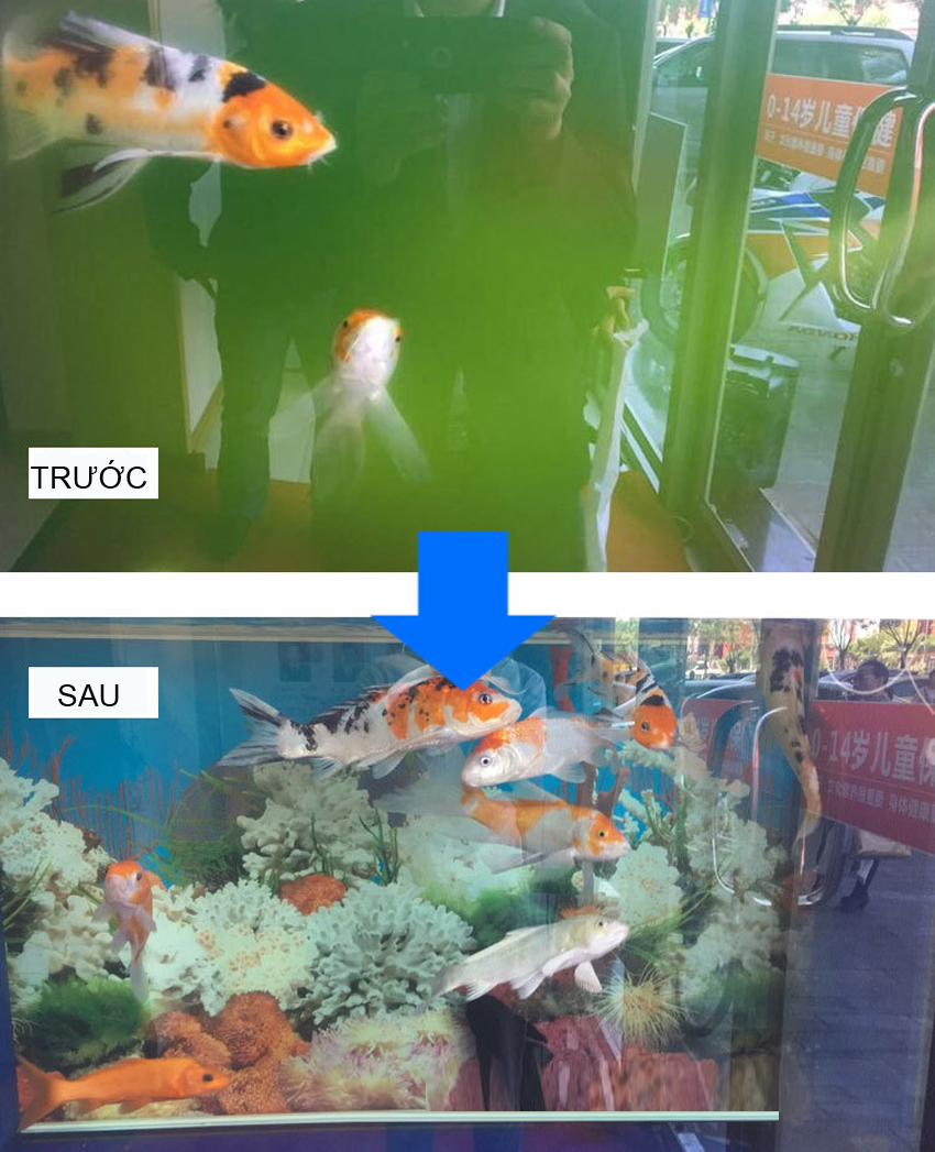 So sánh trước và sau khi sử dụng đèn UV hồ cá