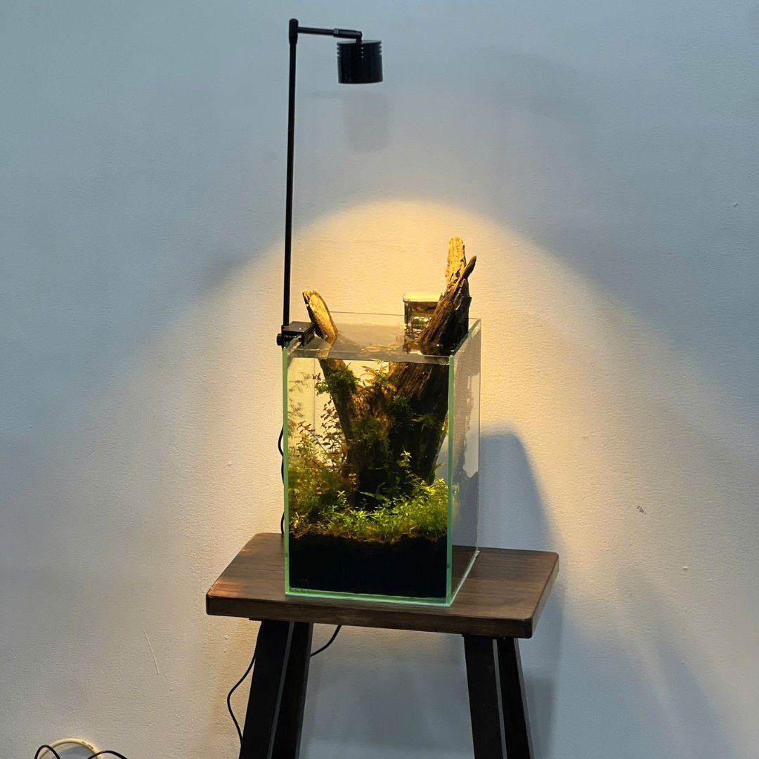 Combo hồ thủy sinh setup sẵn – Shallow Tank 40x20x15cm (kèm chân, lọc, đèn) 2 1