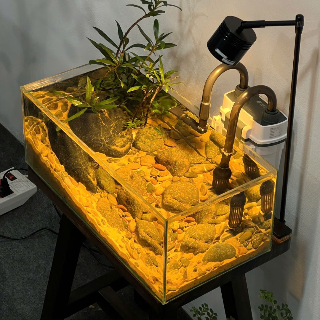 Hồ cá thủy sinh