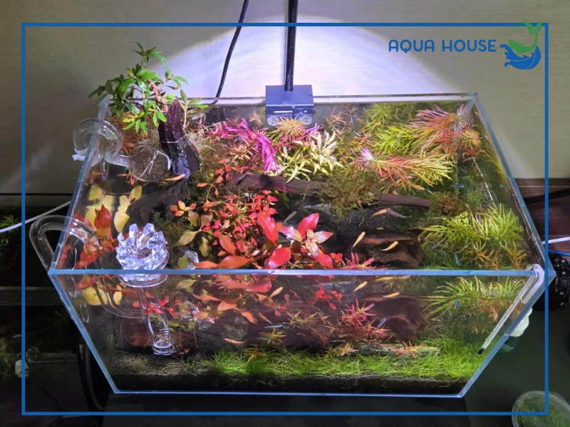 Top 5 Lọc Thùng Cho Bể 90 Tốt Nhất Hiện Nay 31 Hướng dẫn setup lọc thùng chuẩn cho bể 90