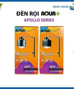 Den roi ho ca apollo chinh hang