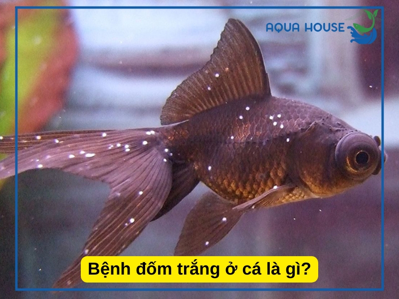 Cá bị đốm trắng là bệnh gì? Nguyên nhân và cách điều trị hiệu quả 33 Bệnh đốm trắng ở cá là gì?