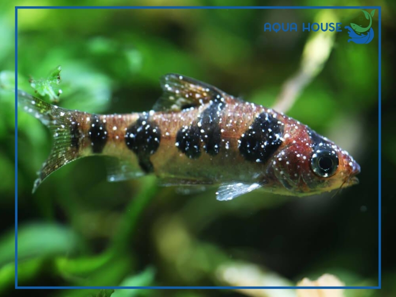 Cá bị đốm trắng là bệnh gì? Nguyên nhân và cách điều trị hiệu quả 36 Cách điều trị cá bị đốm trắng hiệu quả