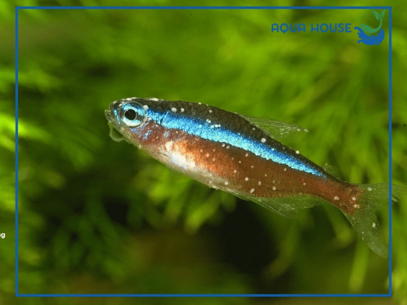 Cá bị đốm trắng là bệnh gì? Nguyên nhân và cách điều trị hiệu quả 34 Nguyên nhân khiến cá bị đốm trắng