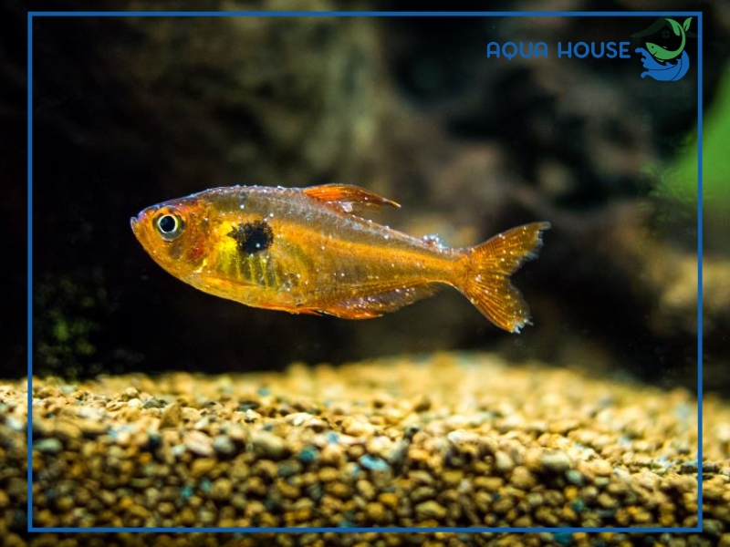 Cá bị đốm trắng là bệnh gì? Nguyên nhân và cách điều trị hiệu quả 35 Nguyên nhân khiến cá bị đốm trắng