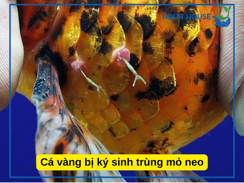 Nguyên nhân cá bị ký sinh trùng và cách điều trị hiệu quả 34 Các loại ký sinh trùng thường gặp ở cá