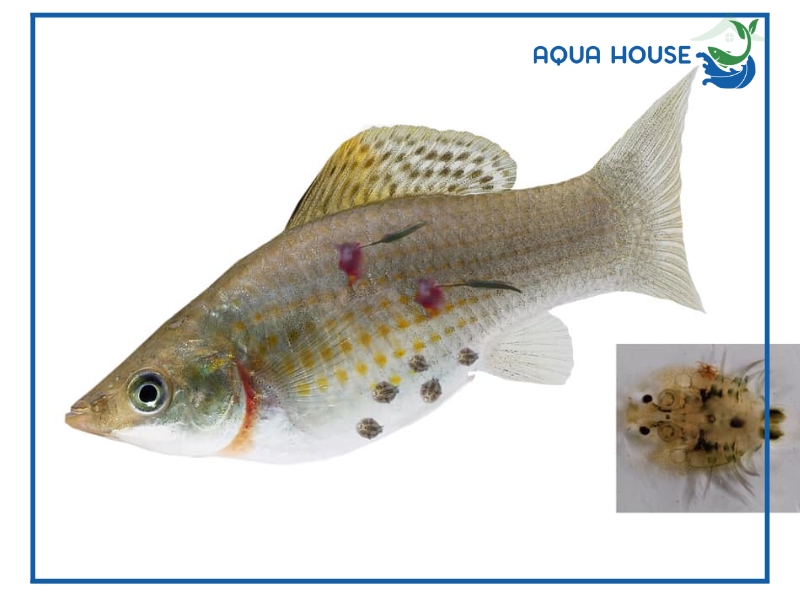 Nguyên nhân cá bị ký sinh trùng và cách điều trị hiệu quả 36 Cách điều trị cá bị ký sinh trùng hiệu quả