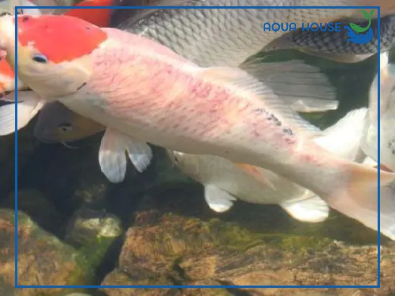 Nguyên nhân cá bị ký sinh trùng và cách điều trị hiệu quả 33 Ký sinh trùng ở cá là gì?