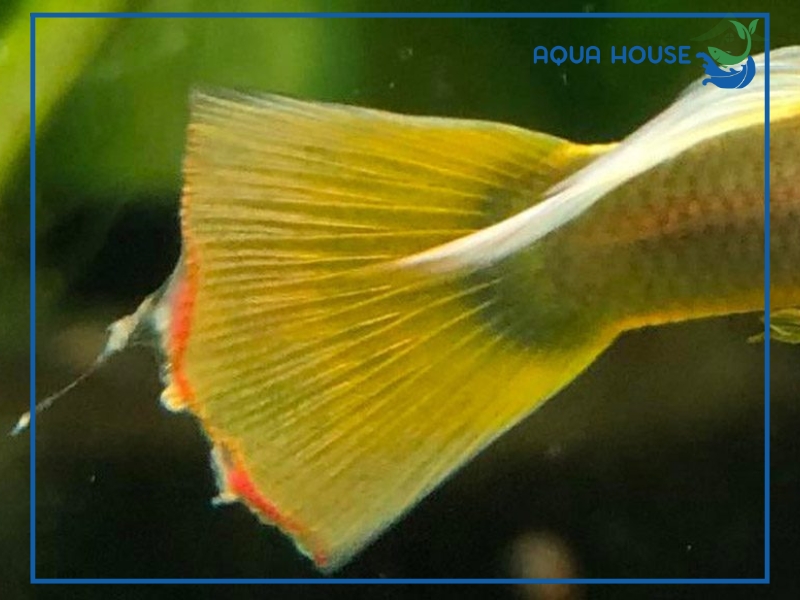 Cách điều trị cá bị nấm ăn đuôi hiệu quả tại nhà 36 Cách phòng ngừa cá bị nấm ăn đuôi