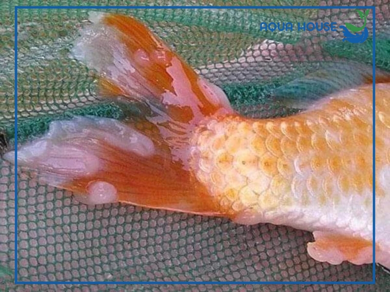 Cách điều trị cá bị nấm ăn đuôi hiệu quả tại nhà 34 Nguyên nhân khiến cá bị nấm ăn đuôi