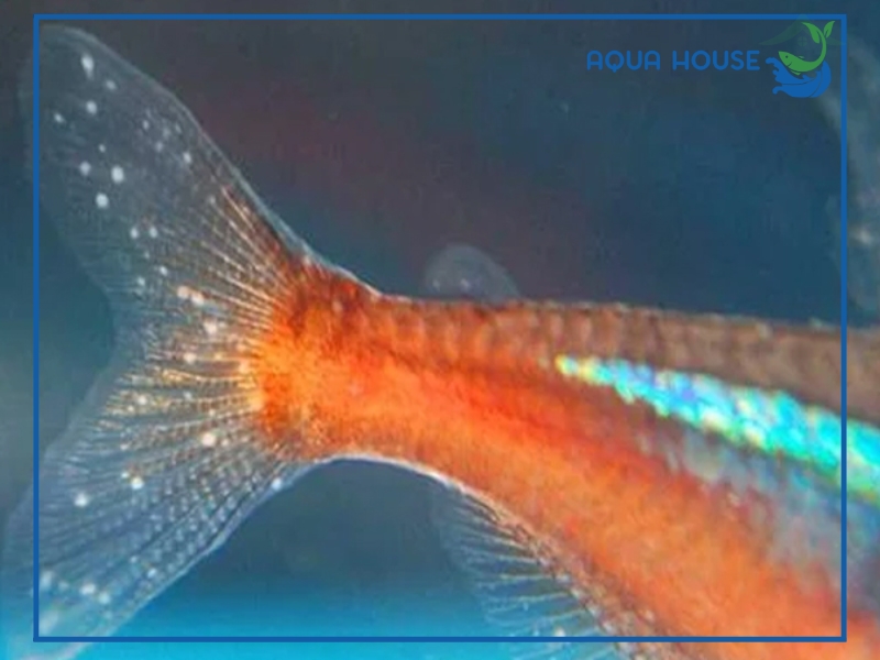 Cách điều trị cá bị nấm ăn đuôi hiệu quả tại nhà 33 Dấu hiệu nhận biết cá bị nấm ăn đuôi