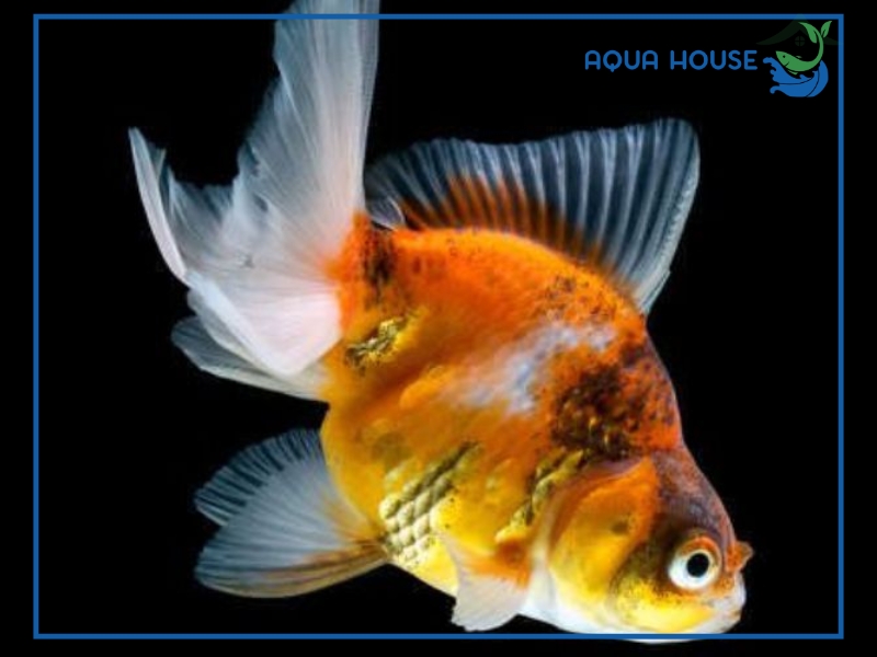 Cách điều trị cá bị nấm ăn đuôi hiệu quả tại nhà 35 Cách điều trị cá bị nấm ăn đuôi hiệu quả tại nhà