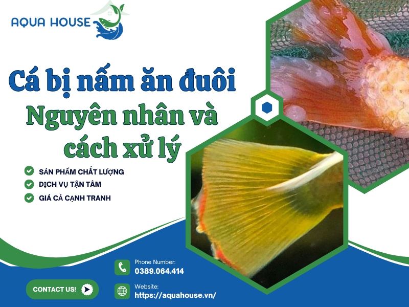 Cá bị nấm ăn đuôi