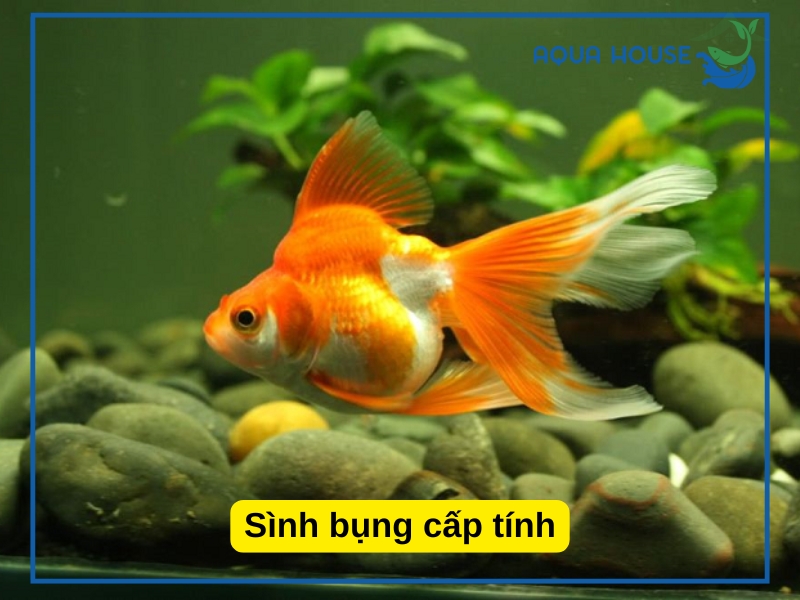 Cách điều trị cá bị sình bụng hiệu quả tại nhà