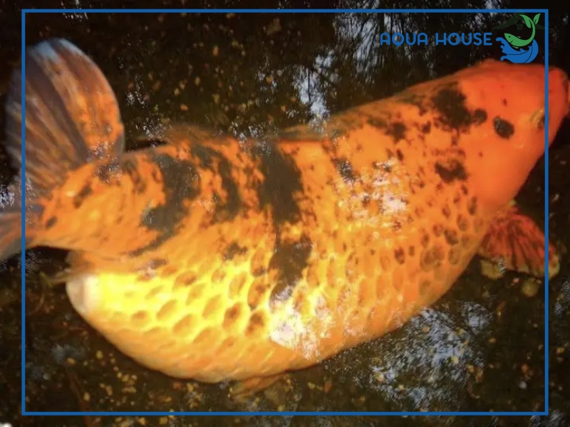 Cách phòng ngừa cá bị sình bụng hiệu quả