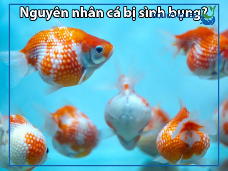 Nguyên nhân khiến cá bị sình bụng