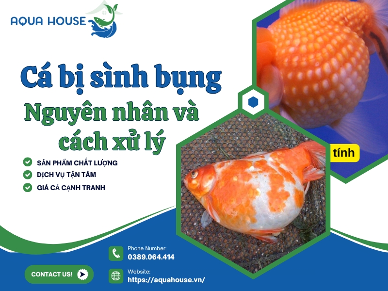 Cá bị sình bụng