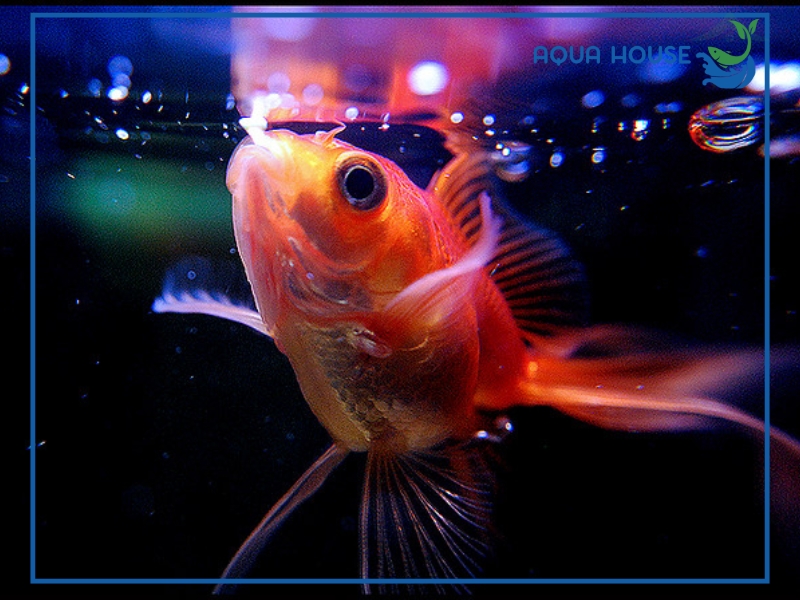 Dấu hiệu nhận biết cá bị thiếu oxy