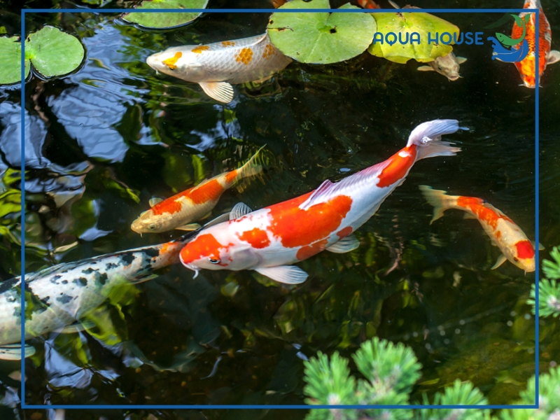 Biện pháp phòng ngừa cá bị thiếu oxy hiệu quả lâu dài