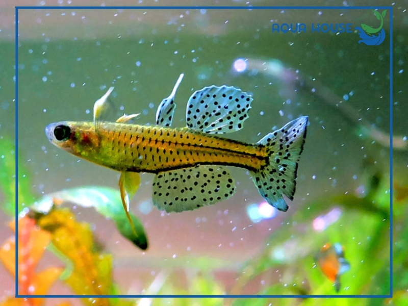 Nguyên nhân khiến cá bị thiếu oxy