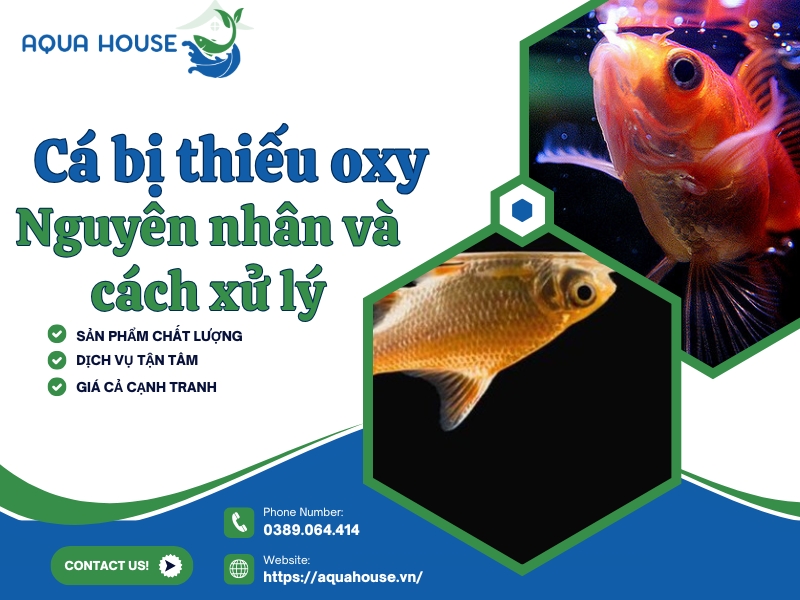 Cá bị thiếu oxy