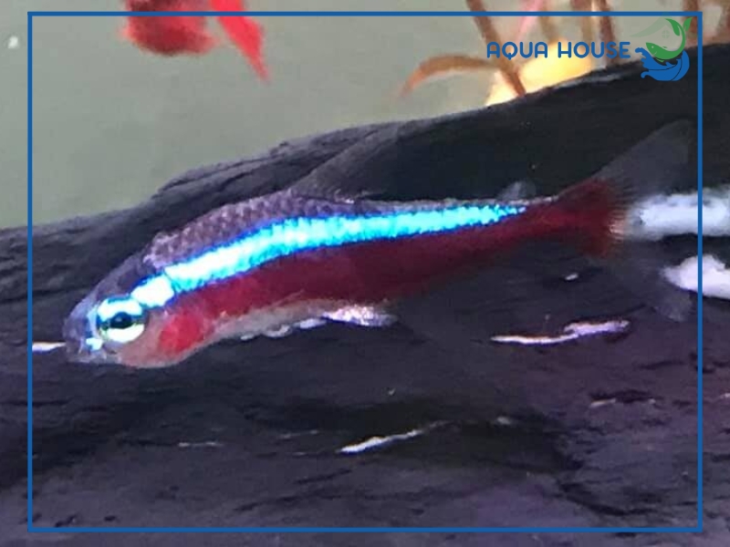 Nguyên nhân cá bị tóp bụng và cách điều trị hiệu quả 35 Cách xử lý và điều trị cá bị tóp bụng hiệu quả