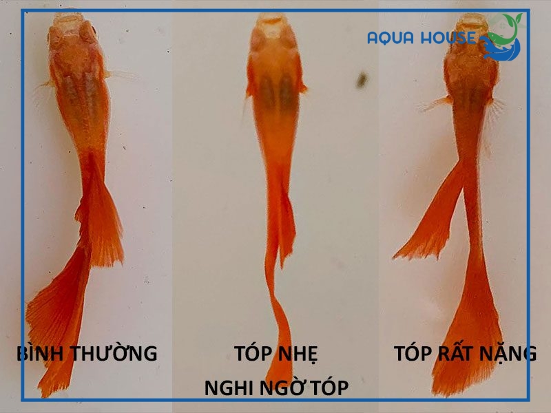Nguyên nhân cá bị tóp bụng và cách điều trị hiệu quả 33 Dấu hiệu nhận biết cá bị tóp bụng