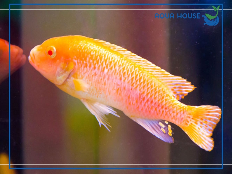 Nguyên nhân cá bị tóp bụng và cách điều trị hiệu quả 34 Nguyên nhân khiến cá bị tóp bụng