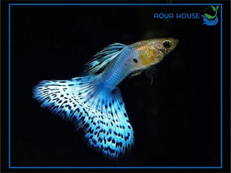 Nguyên nhân cá bị tóp bụng và cách điều trị hiệu quả 36 Cách phòng ngừa cá bị tóp bụng