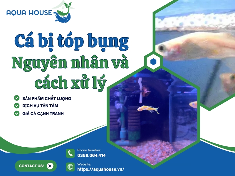 Cá bị tóp bụng