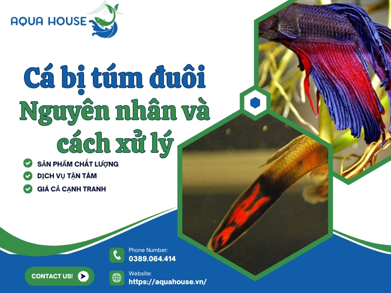 Cá bị túm đuôi