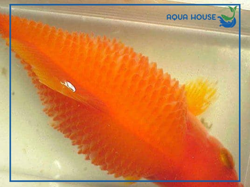Nguyên nhân cá bị xù vảy và cách điều trị hiệu quả nhất 35 Cách điều trị cá bị xù vảy hiệu quả