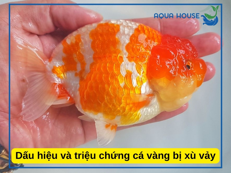 Nguyên nhân cá bị xù vảy và cách điều trị hiệu quả nhất 33 Dấu hiệu nhận biết cá bị xù vảy