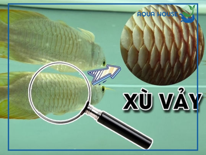 Nguyên nhân cá bị xù vảy và cách điều trị hiệu quả nhất 36 Cách phòng ngừa bệnh xù vảy ở cá