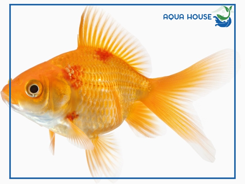 Nguyên nhân khiến cá bị xuất huyết