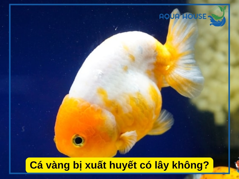 Cá bị xuất huyết có lây không? Có nguy hiểm không?