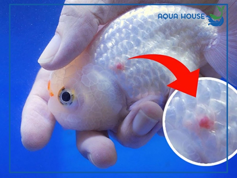 Dấu hiệu nhận biết cá bị xuất huyết