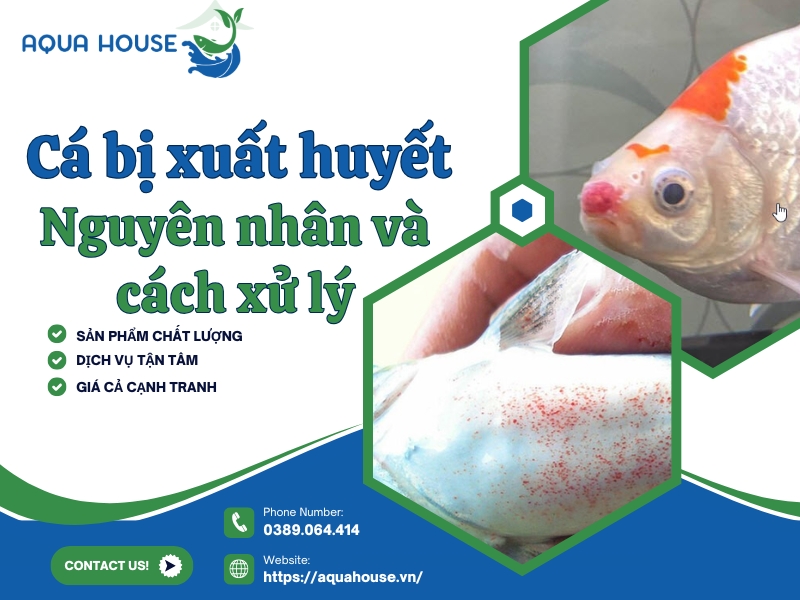 Cá bị xuất huyết