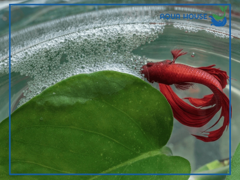 Phân biệt các loại bọt trong hồ cá