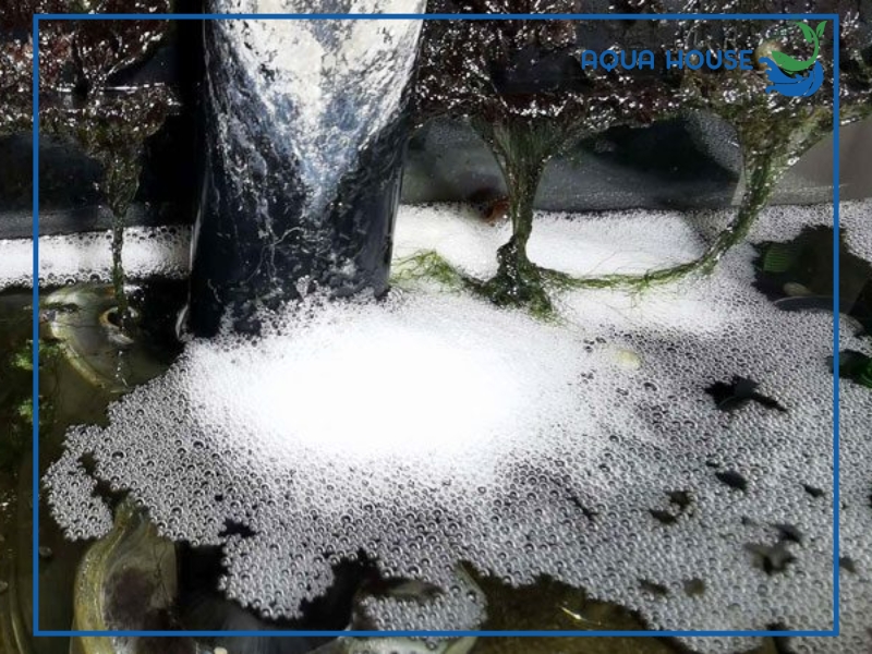 Cách xử lý nước hồ cá bị bọt hiệu quả an toàn